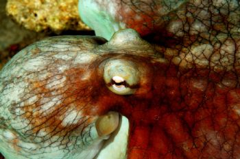 Octopus - South Pier, Bonaire - May 24, 2004 by Jason Watts 